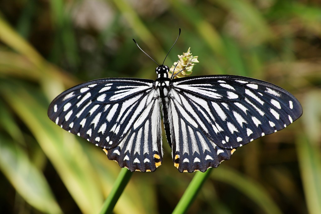 vlinder vlinders hdr insect insecten nederland uitheems Lepidoptera rups rupsen vlindertuin natuur